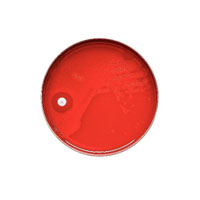 BBL Taxo P Disc, for Differentiating Pneumococci