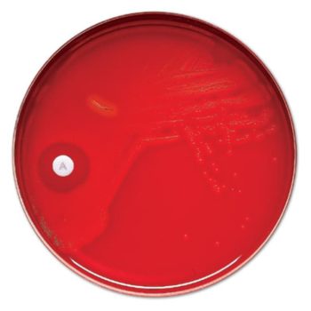 BBL Taxo P Disc, for Differentiating Pneumococci